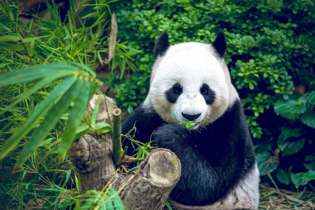 Chengdu 57e671fcaf9029174302fa1b8cbb8248 ss0