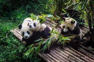 What to do in Chengdu for a Day