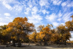 Best Time to Visit Xinjiang
